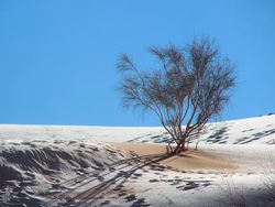 Cantiknya Salju Langka Selimuti Gurun Sahara