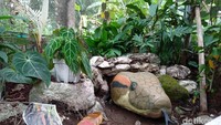 Selain kadal ada juga Aligator Snapping Turtle atau kura-kura yang memiliki fisik eksotik menyerupai buah durian hampir mirip hewan purba.