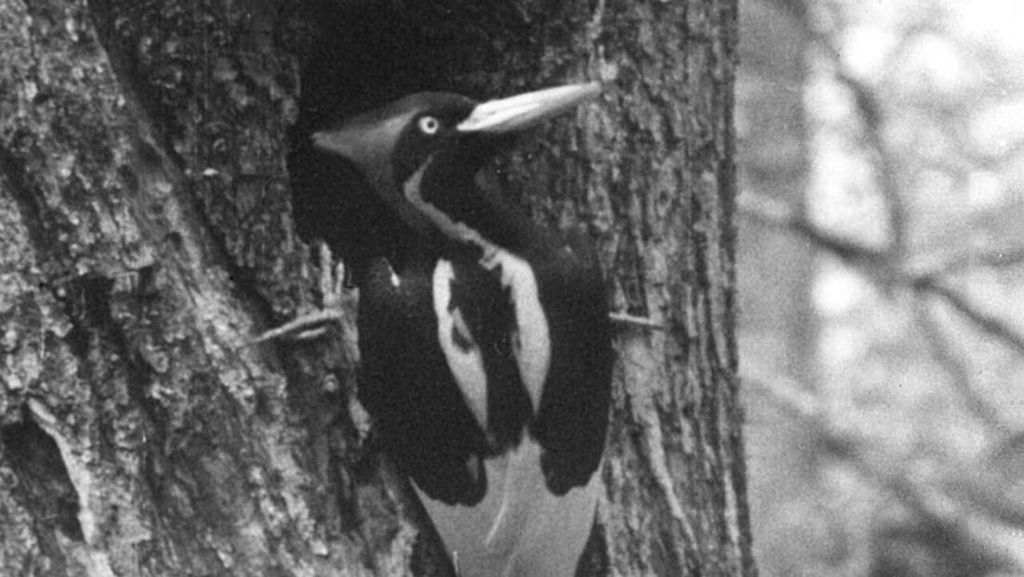 5 Fakta Burung Ivory Woody Woodpecker yang Resmi Punah, Sedih Deh