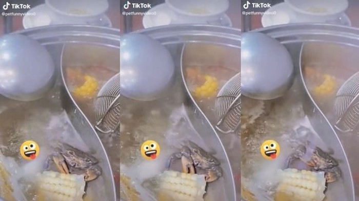 Duh! Kepiting Ini Masih Sempat Ngemil Jagung Saat Direbus di Panci Hotpot Duh! Kepiting Ini Masih Sempat Ngemil Jagung Saat Direbus di Panci Hotpot