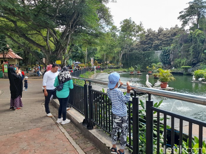 Jumlah pengunjung di Taman Margasatwa Ragunan, Jakarta Selatan (Jaksel) terus mengalami penurunan semenjak diterapkannya PPKM Level 2 di DKI Jakarta. (Marteen Ronaldo/detikcom)