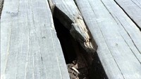 Kini beberapa kayu telah rapuh dan berlubang.