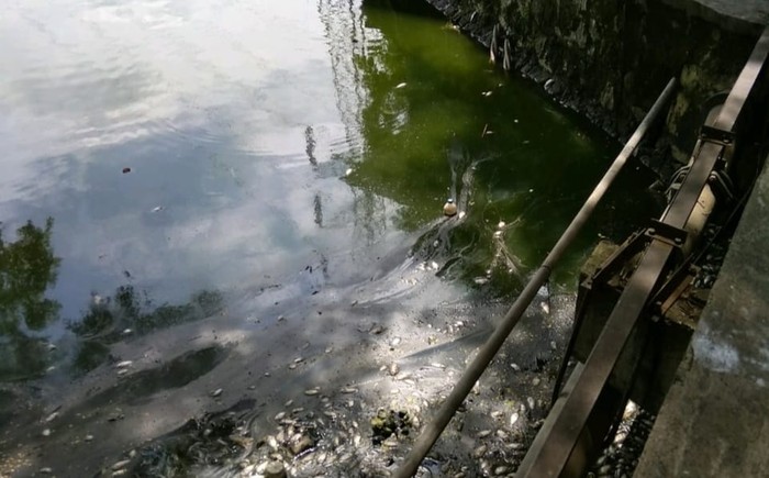 dinas lingkungan hidup surabaya pantau ratusan ikan amti di waduk rungkut