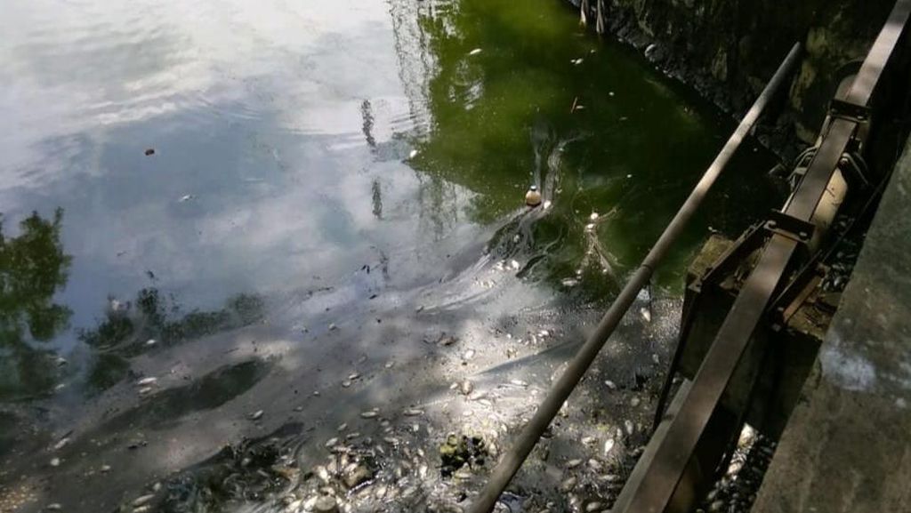 Menelusuri Penyebab Matinya Ribuan Ikan di Waduk Rungkut Surabaya