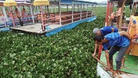 Mereka khawatir jika eceng gondok tidak dibersihkan akan berpengaruh ke pedagang.