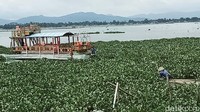 Beberapa kapal harus menyibak tanaman air tersebut untuk berjalan.
