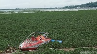 Beberapa lainnya terjebak tanaman yang rapat.
