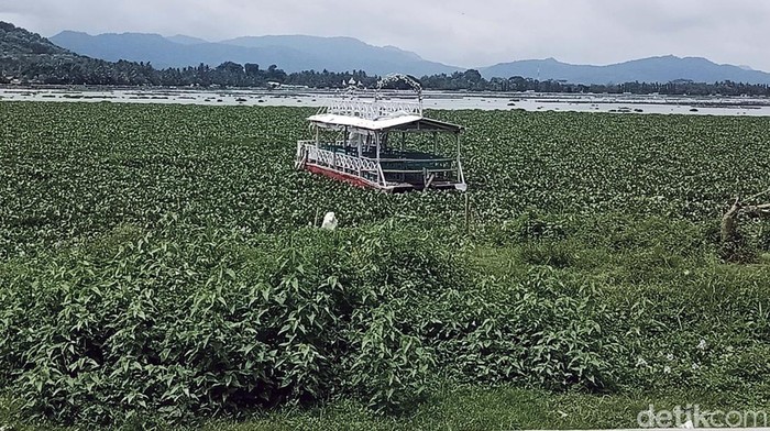 Eceng Gondok Selapangan Bola Penuhi Rawa Jombor Klaten Plaza Rawa Jombor di kawasan Rawa Jombor, Desa Krakitan, Kecamatan Bayat, Klaten, dipenuhi eceng gondok. Hal ini dikeluhkan oleh para pelaku pariwisata.