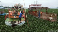 Eceng gondok tumbuh subur di tepi selatan rawa tersebut.