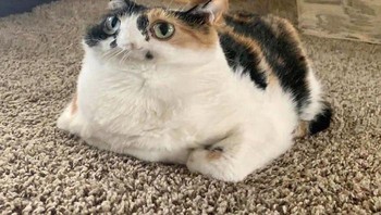 Jadi meleyot gitu dong, huhu. Foto: Leila Ard via Bored Panda