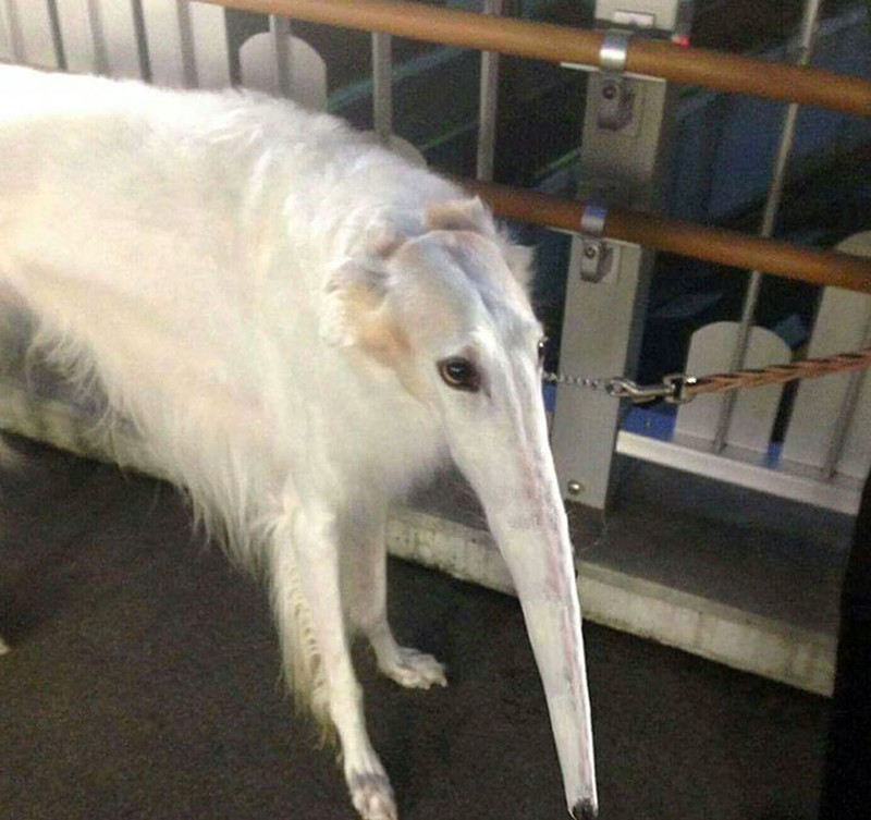 Kocak banget deh kumpulan foto hewan yang gagal tampil keren di foto panorama ini, bikin nggak habis pikir dan ngakak karenanya!