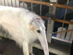 10 Potret Kocak Hewan Pakai Panorama, Gagal Banget!