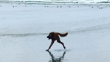 Niat hati biar foto anjingnya berlari di pantai terabadikan dengan baik, malah jadi gagal begini. Foto: rigbyrescue via Bored Panda