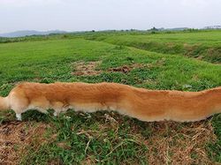 10 Potret Kocak Hewan Pakai Panorama, Gagal Banget!