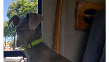 Kayak tokoh kartun banget. Foto: sophjas via Bored Panda