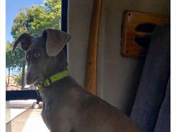 10 Potret Kocak Hewan Pakai Panorama, Gagal Banget!