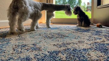 Jadi bukan mirip anjing ya, detikers. Mirip hewan apa coba? Foto: juliannacordray via Bored Panda