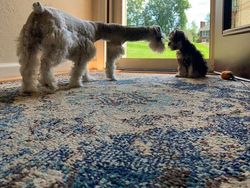 10 Potret Kocak Hewan Pakai Panorama, Gagal Banget!