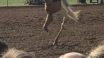 Kuda kaki satu. Foto: dmmorri via Bored Panda