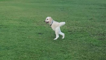 Kok posisinya mirip kayak Naruto lagi bersiap lari ya? Haha, ada-ada saja deh! Foto: Sketchypine via Bored Panda