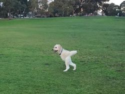 10 Potret Kocak Hewan Pakai Panorama, Gagal Banget!