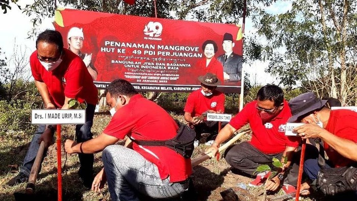 PDIP melakukan penanaman pohon di Bali. Kegiatan ini dalam rangka HUT PDIP Ke-49.