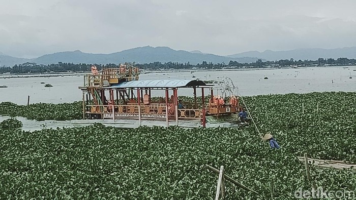 Kapal wisata ditengah hamparan enceng gondok di Rawa Jombor, Klaten, Minggu (23/1/2022).