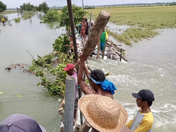Tanggul Kali Apur di Desa Kedung Primpen, Kecamatan Kanor, hingga malam tadi masih jebol. Ada 300 hektare sawah siap panen yang terancam rusak.