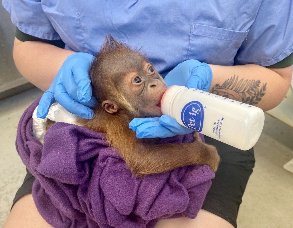 Anak orangutan minum susu botol