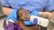 Laktasi Induk Bermasalah, Bayi Orangutan Ini Nyusu Botol