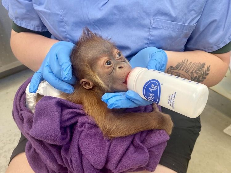 Laktasi Induk Bermasalah, Bayi Orangutan Ini Nyusu Botol