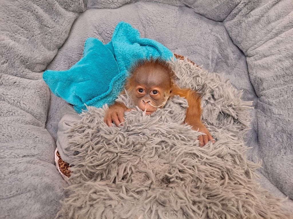 Anak orangutan minum susu botol