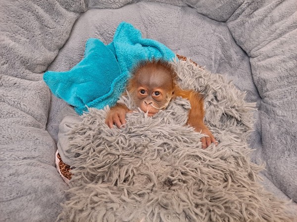 Bayi orangutan ini pun diberi susu botol. Rencananya, susu botol dijadwalkan hingga 13 Januari 2022, tetapi rupanya kondisinya tidak membaik. Si bayi orangutan itu bahkan sempat dirawat lebih intensif oleh staf kebun binatang. Si penjaga kebun binatang mengenakan rompi berbulu agar si anak orangutan itu serasa dirawat oleh induknya. Bayi orangutan ini pun diberi susu botol. Rencananya, susu botol dijadwalkan hingga 13 Januari 2022, tetapi rupanya kondisinya tidak membaik. Si bayi orangutan itu bahkan sempat dirawat lebih intensif oleh staf kebun binatang. Si penjaga kebun binatang mengenakan rompi berbulu agar si anak orangutan itu serasa dirawat oleh induknya.