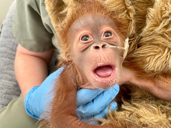 Satu-satunya bayi orangutan yang selamat juga menunjukan tanda-tanda lemah. Setelah beberapa hari, kondisinya semakin buruk dan terlihat tidak dirawat oleh ibunya.
