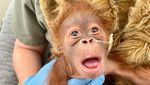 Laktasi Induk Bermasalah, Bayi Orangutan Ini Nyusu Botol