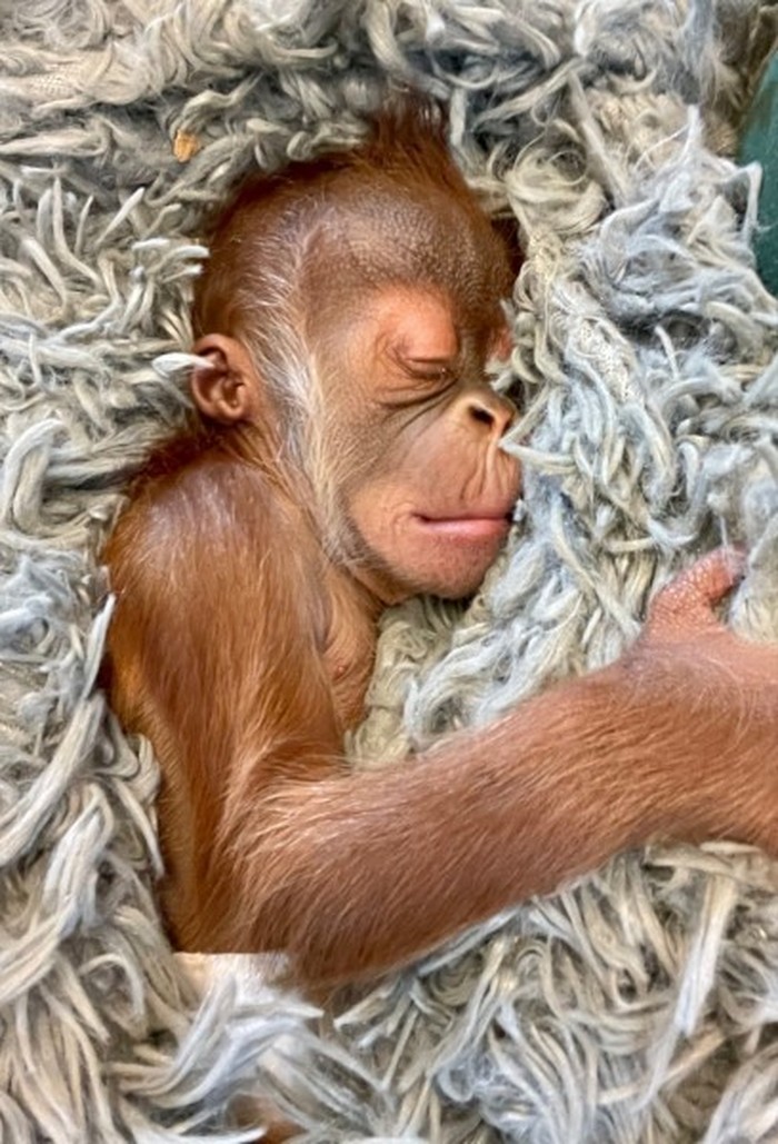 Anak orangutan minum susu botol