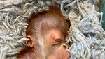 Laktasi Induk Bermasalah, Bayi Orangutan Ini Nyusu Botol