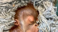 Awalnya, orangutan berusia 12 tahun bernama Menari melahirkan bayi kembar pada malam Natal 2021, namun sayangnya salah satu bayinya mati.