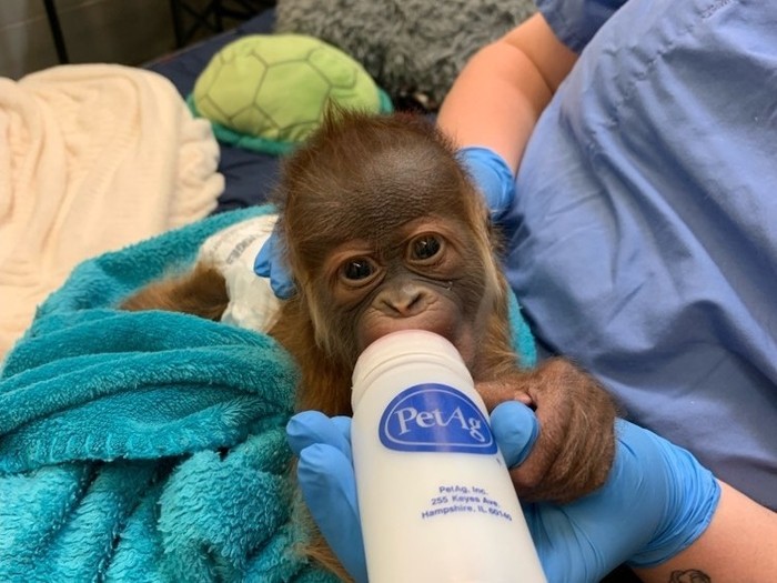 Anak orangutan minum susu botol