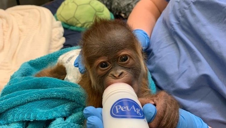 Anak orangutan minum susu botol