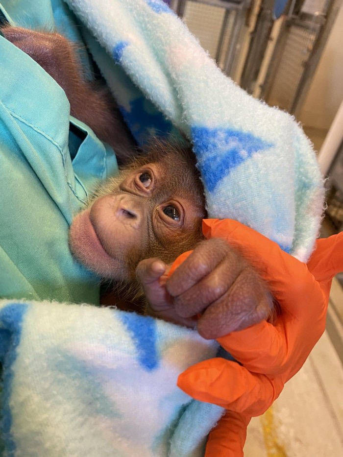 Anak orangutan minum susu botol Anak orangutan minum susu botol
