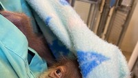 Sementara itu, si induk Menari tengah menjalai perawatan agar bisa menghasilkan air susu yang memadai. Para ahli dari Rumah Sakit Anak New Orleans juga telah didatangkan untuk membantu menemukan cara untuk merangsang isapan bayi.