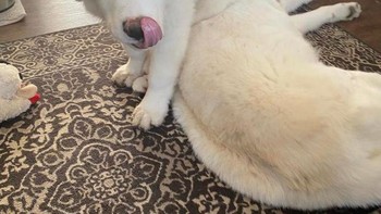 Anjing ini seolah punya tubuh fleksibel dengan enam kaki. Foto: reddit.com/confusing_perspective