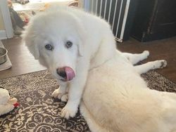 Tidak Hanya Mengecoh, Foto Ini Bikin Bingung Mata