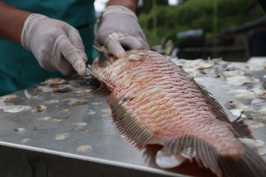 Ikan arwana sambal pecak