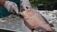 Predikat ikan mahal yang disandang oleh arwana tidak membuat pengelola Limerr Resto minder untuk membuat menu olahan ikan arwana. Mereka justru antusias menawarkan menu sultan tersebut kepada para pengunjung. Foto: detikcom/Bima Bagaskara