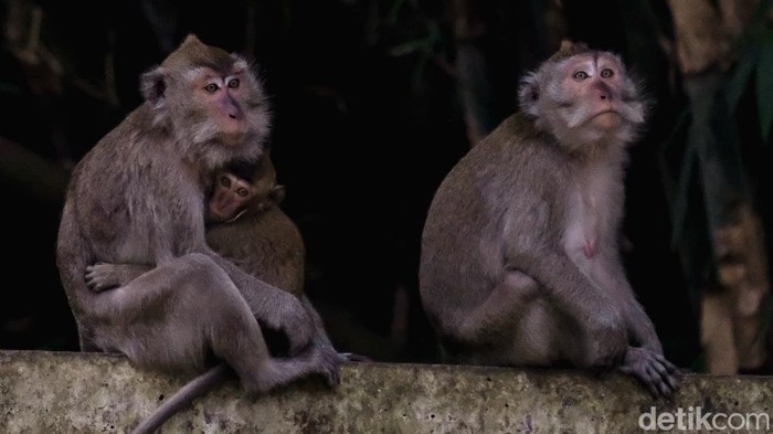 Intip Aktivitas Penghuni Berbulu di Dekat Permukiman Tangsel Kawanan monyet liar masih dapat ditemukan di dekat permukiman Kota Tangerang Selatan. Mereka biasanya turun dari pohon pada pagi hari.