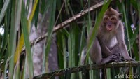 Monyet-monyet ini bisa dijumpai di pinggir jalan raya.