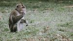 Begini Cara Monyet Liar Menikmati Pagi di Tangsel