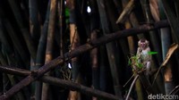 Tidak jauh dari kawanan monyet ini terdapat pohon besar yang menjadi tempat tinggal mereka.